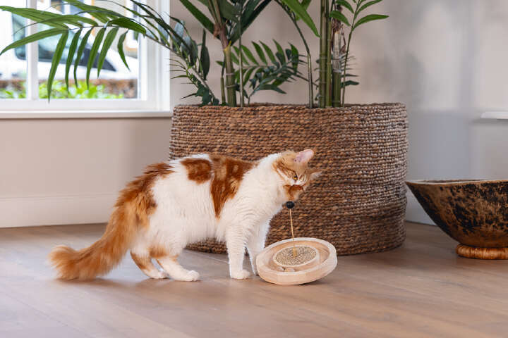 Designed by Lotte Katzenspielzeug Winni